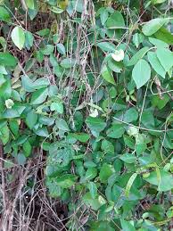 Image result for Macrotyloma