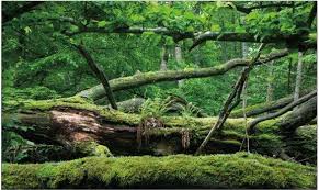 Image result for Terrarium Cling Background