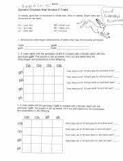 Chapter 10 common worksheets : Dihybrid Cross Practice D Ihii C0023 45 Name Genetic Crosses That Involve 2 Traits In Rabbits Grey Hair Is Dominant To White Hair Also In Rabbits Course Hero
