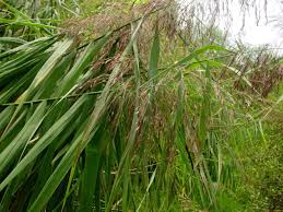 Image result for Phragmites mauritianus