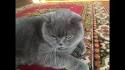 British Shorthair Cat Breed Profile | Petfinder