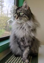 Adopt Iris On Animals Animal Shelter Pets