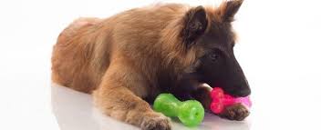 Your veterinarian determines when to start and how many boosters your pup should receive based on health status and exposure. What Your 6 Month Old Puppy Needs