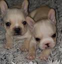Our good friend at DeJarnett French Bulldogs has two adorable ...