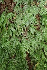 Image result for Polyphlebium