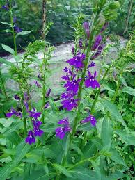 Image result for foto Lobelka