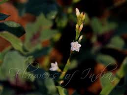 Image result for Oxygonum