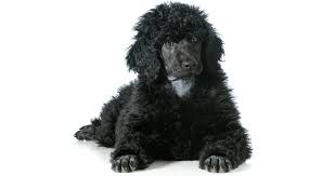 Some of the best poodle breeders poodle puppies for sale. Poodle Breeders Australia Poodle Info Puppies