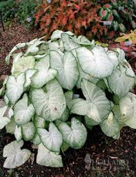 Image result for Caladium