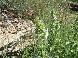 Image result for Stachys pseudonigricans