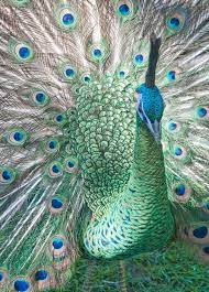Check spelling or type a new query. Peacock Spirit Animal Spirit Animal Info