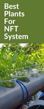 Best Plants For Nft System In 2021 Cool Plants Hydroponic Nutrient Solution Hydroponics System