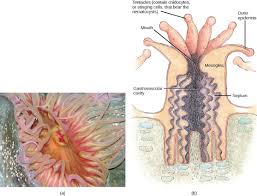 Phylum Cnidaria Biology Ii