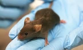 Ein bewerber kommt vorbei und sieht sich nawins zimmer an. Mause Anzeichen Folgen Und Bekampfung