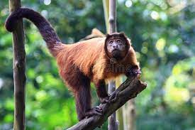 Red Howler Monkey Howler Monkeys Genus Alouatta Monotypic In Subfamily Alouatt Ad Monkeys Genus Alouatta Red Ho Howler Monkey Zoo Animals Monkey