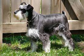 Ollie Dog Food Schnauzer Customer Review Dogs Ollie Dog Food Recipes