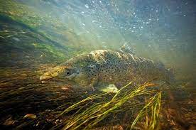 Agressive In Nature This Species Of Trout Will Eat Anything Including It S Own Kind Fly Fishing Photography Trout Fish