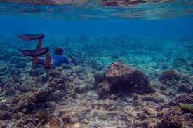 Octocrylene is a common sunscreen ingredient. Umweltfreundliche Sonnencreme Was Uv Schutz Mit Korallen Zu Tun Hat