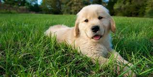 Creative ways to give your dog a unique female name. 100 Best Unique Dog Names Cute And Unusual Names For Male Female Dogs