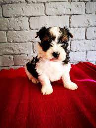 kopek dunyasi adli kullanicinin 2021 satilik yorkshire terrier fiyatlari panosundaki pin yorkshire terrier yavru kopek kopek
