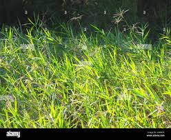 Image result for Cynodon nlemfuensis