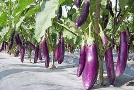 Terong ini lucu dan jongkok lebih sering di masak di india. 3 Cara Memasak Terong Ungu Terong Cara Memasak Memasak