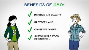 Are genetically modified food safe and good for us? Let S Discuss Gmo Effects On The Environment Gmo Answers Youtube