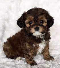 Malti poo puppies are hypo allergenic, excellent with children and other pets. Maltipoo Puppies For Sale Near Me Maltipoo