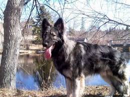 They are eating wet and dry puppy food and learning to use the peepee pad. Shiloh Shepherd Puppies For Sale Shiloh Shepherd Dog Breeders