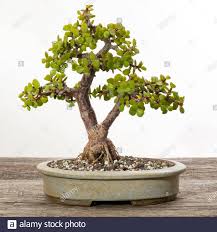 It can be placed outdoors for the summer months. Bonsai Tree Jade Portulacaria Afra Bonsai Tree Exhibition Pune Stock Photo Alamy
