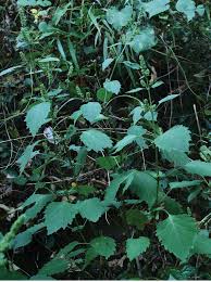 Image result for Achyrospermum laterale