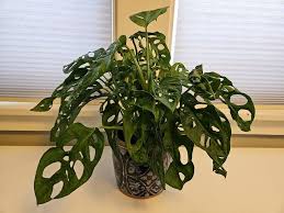 Image result for Monstera
