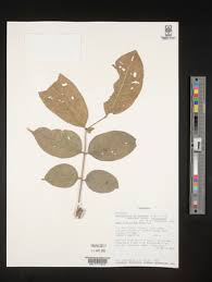 Image result for Zanthoxylum holtzianum