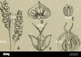 Image result for Myricaceae