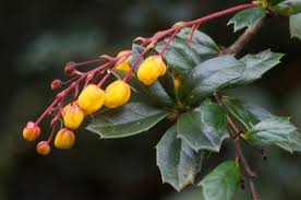 Image result for Berberis darwinii