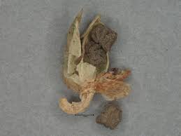 Image result for Commelina subulata