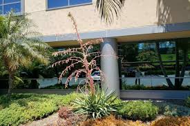 Image result for Beschorneria yuccoides