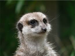 Hd Wallpaper Meerkat Mammal Predator Curious Nature Wildlife Photography Wallpaper Flare All content posted to the sub must be wildlife or photography related. hd wallpaper meerkat mammal predator