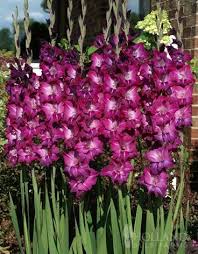 Gladiolus Blue Conqueror Gladiolus Gladiolus Flower Bulb Flowers