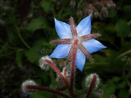 Image result for Borago