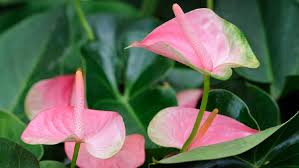 Aku belum tahu tanaman ini namanya apa. 5 Tanaman Hias Anthurium Tercantik Bunganya Pink Hingga Biru