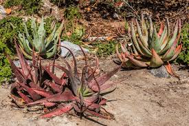 Image result for Aloe excelsa