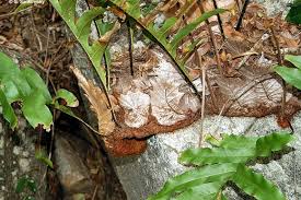 Image result for Drynaria