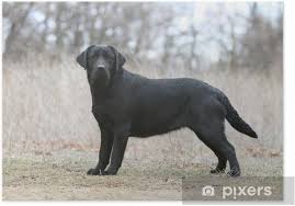 Our displate metal prints will make your walls awesome. Pose Statique Et Immobile Du Labrador Adulte En Campagne Poster Pixers We Live To Change