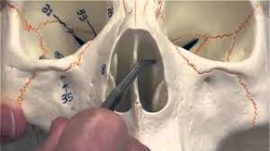 The skull is a bony structure that forms the head in vertebrates. Human Skull Nasal Cavity Youtube