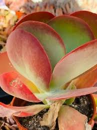 Grow the succulent kalanchoe flapjack or paddle plant outside or indoors. 4 Kalanchoe Flapjack Cactus Succulent Live Plant Rare Red Yellow Pink Gift Ebay
