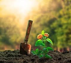 But many of us cut down trees at random unwisely. Paragraph Writing Tree Plantation