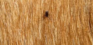 All About Ticks And The Truth About Frontline Advantix