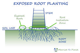 Palm Tree Growing Tips Mounding
