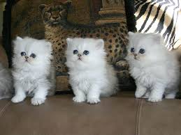 Maybe you would like to learn more about one of these? Cara Merawat Anak Kucing Persia Umur 1 3 Bulan Lengkap